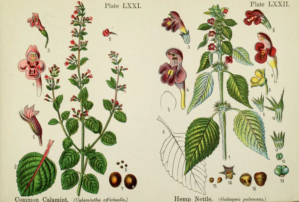 what is cbd
