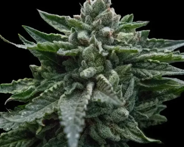 DNA Genetics Review: Twenty Years of Award-Winning Seed Breeding, Examined