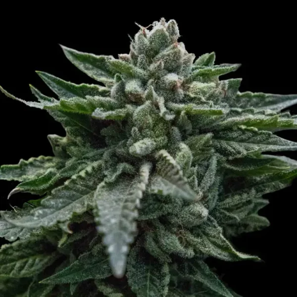 DNA Genetics Review: Twenty Years of Award-Winning Seed Breeding, Examined