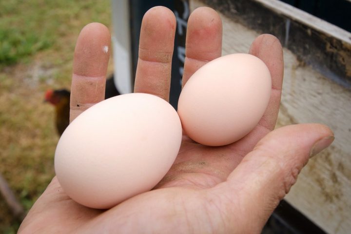 Does Protein Timing Matter for Weight Loss?