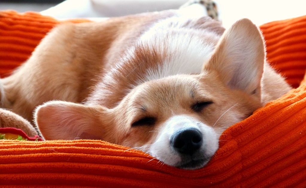 How Sleep Affects Weight Loss (More Than You Think)