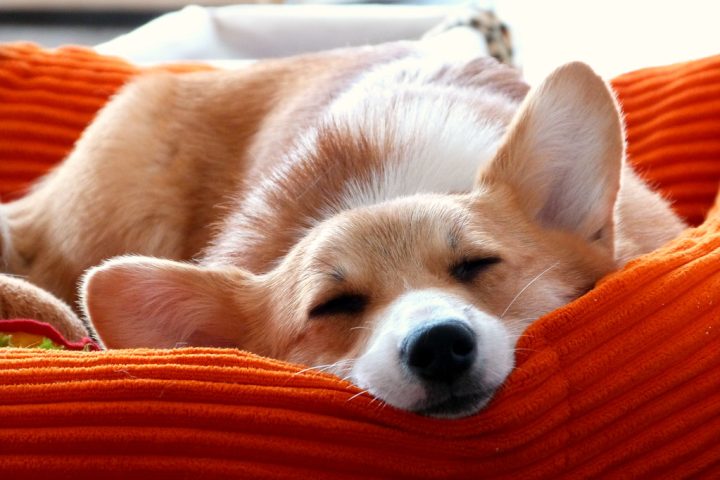 How Sleep Affects Weight Loss (More Than You Think)