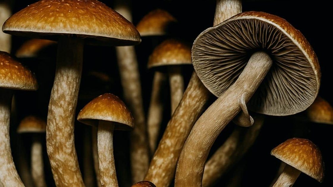 Fungus Head Review 2026: Lab-Grade Spore Genetics for Home Microscopy