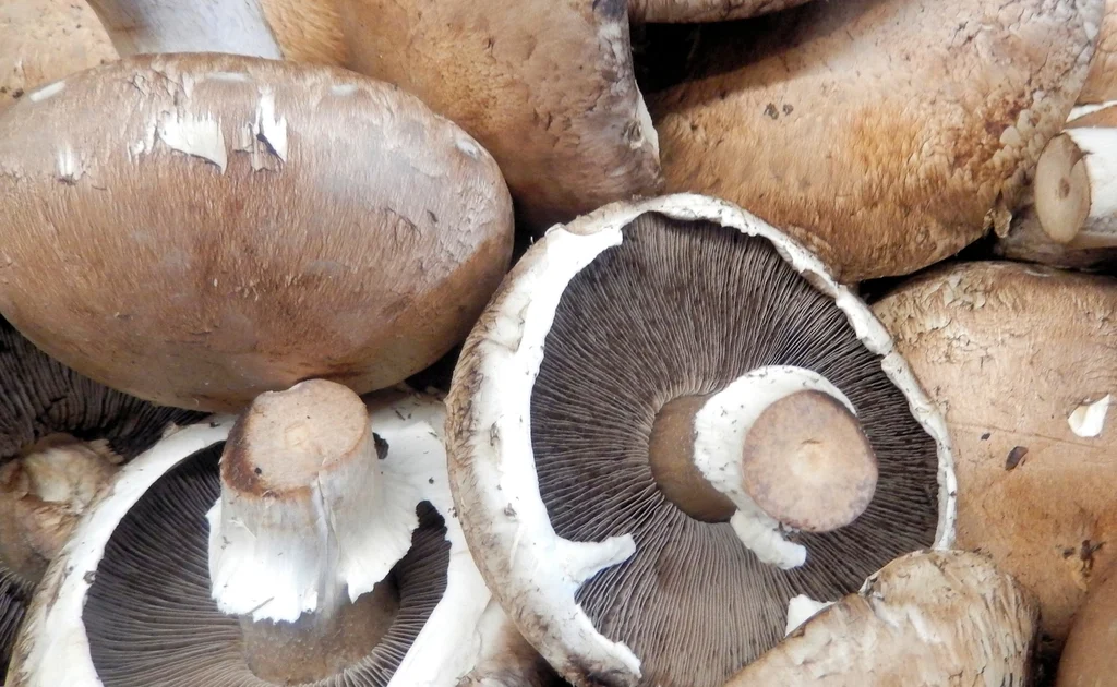 Mushrooms in Your Diet: Vitamin D, Immunity, and Functional Fungi Explained