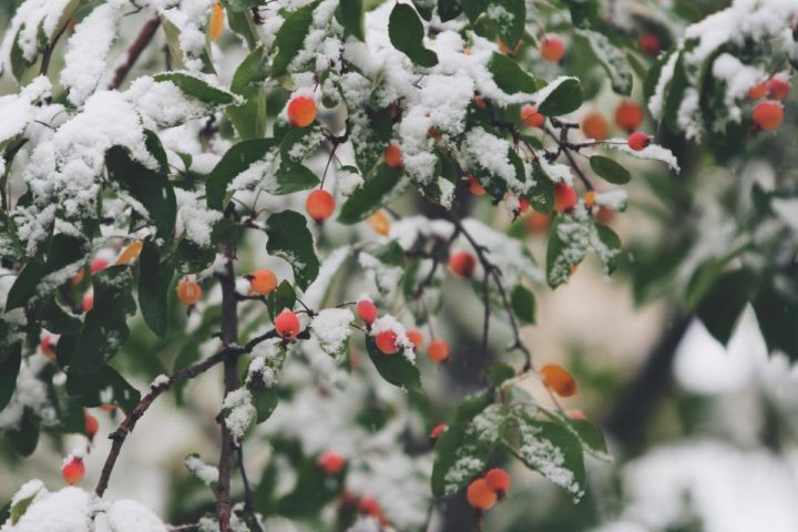 Polyphenols in Coffee, Tea, and Berries: The Plant Compounds Behind Their Health Buzz