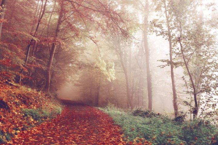 Trail Running for Beginners: Transitioning From Road to Off-Road