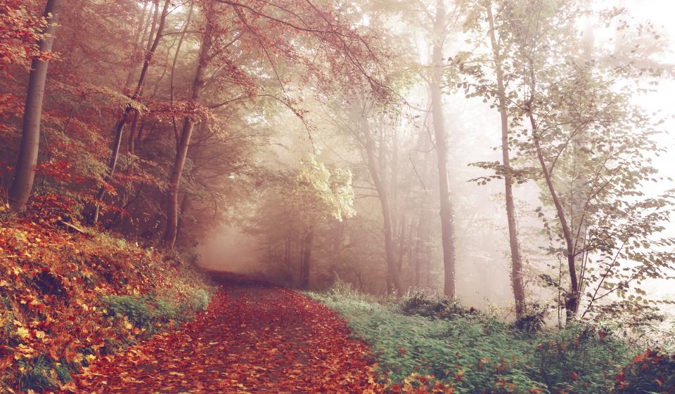 Trail Running for Beginners: Transitioning From Road to Off-Road
