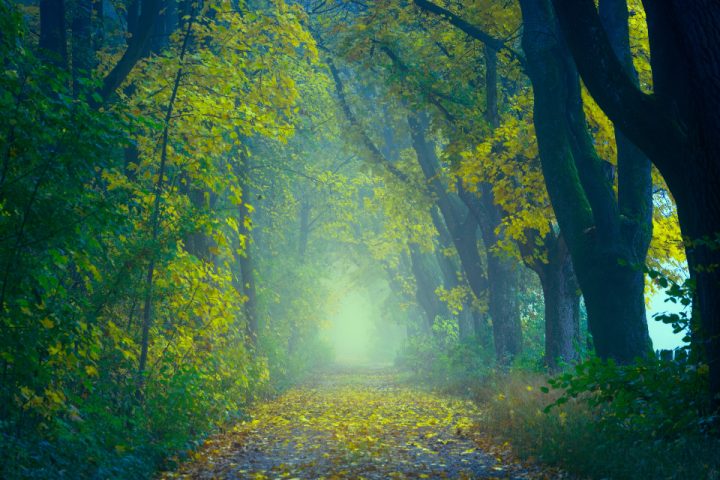 Eco-Anxiety and Climate Stress: Practical Coping Strategies