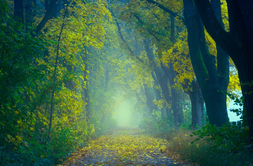 Eco-Anxiety and Climate Stress: Practical Coping Strategies