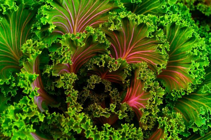 Lutein and Zeaxanthin: The Eye-Health Nutrients Hiding in Leafy Greens