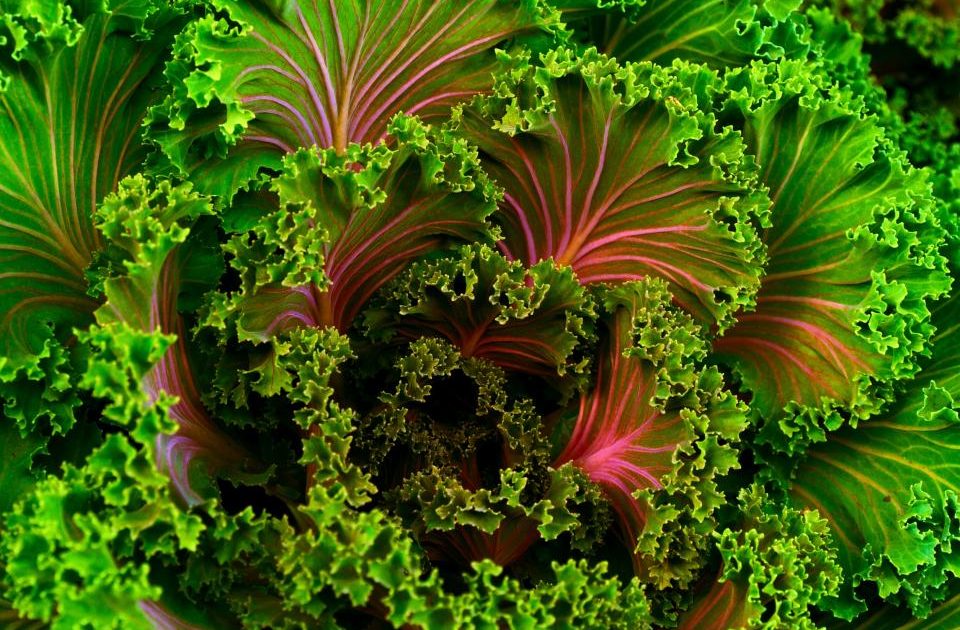 Lutein and Zeaxanthin: The Eye-Health Nutrients Hiding in Leafy Greens